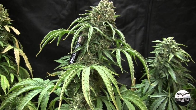 Bubba Kush Auto - fem. a autoflowering semienka 5ks Dinafem