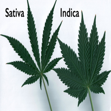 Sativa vs Indica: Oltre la Classificazione Tradizionale