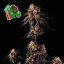 Peyote Gorilla - feminizovaná semena konopí 10 ks, Seedsman