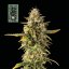 White Widow fast version - feminizovaná semena konopí 3ks, Seedsman