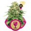 Critical - feminized seeds 3 pcs Royal Queen Seeds