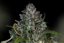 Zkittlez Auto - autoflowering cannabis seeds 10pcs, Seedsman