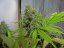 Cream Caramel – feminizované semienka 10ks Sweet Seeds