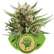 Sweet Skunk Automatic - feminizované a autoflowering semienka 5ks Royal Queen seeds