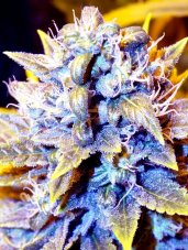 Super CBDx Black Kush x SCBDX feminizovaná semena
