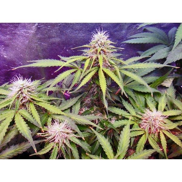 Northern Light - 10 fem. i Seeds of Fair Seeds