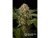 OG Kush Feminizowane nasiona 3szt Silent Seeds