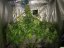 Super Silver Haze 3 ks feminizované semienka Dinafem