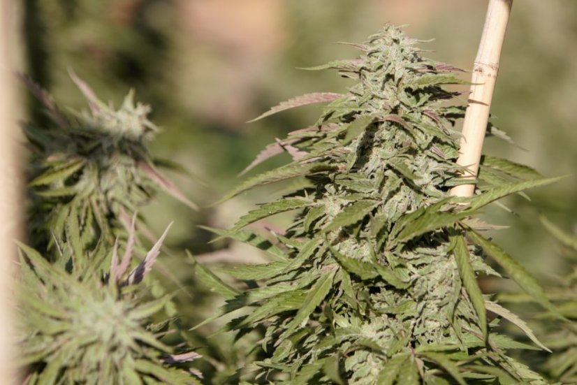 Purple Trainwreck - feminizovaná semína 3ks Humboldt