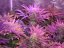 Cream Caramel – feminizované semienka 10ks Sweet Seeds