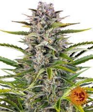 Gorilla Zkittlez Auto - samonakvétací semínka 3 ks Barney´s Farm