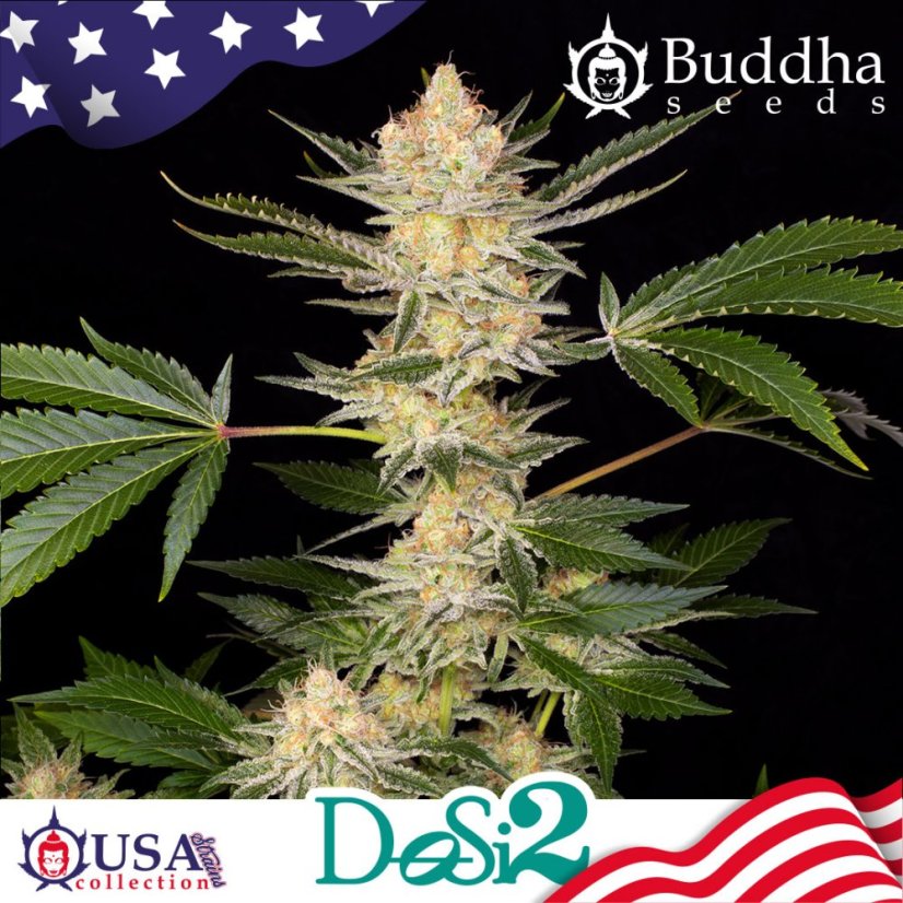 Buddha DoSi2, 3 ks