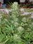 G13 Haze – feminizované semienka 10 ks Barney's Farm
