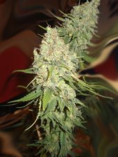 Emerald Triangle Blackberry OG CBD regulérní semena