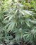 Master Kush - feminizovaná semínka 3ks Humboldt
