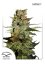 AutoBlueberry - feminized And autoflowering seeds 7 pcs Dutch Passion
