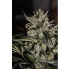 Auto White Berry - feminizovaná a samonakvétací semínka 10ks Paradise Seeds