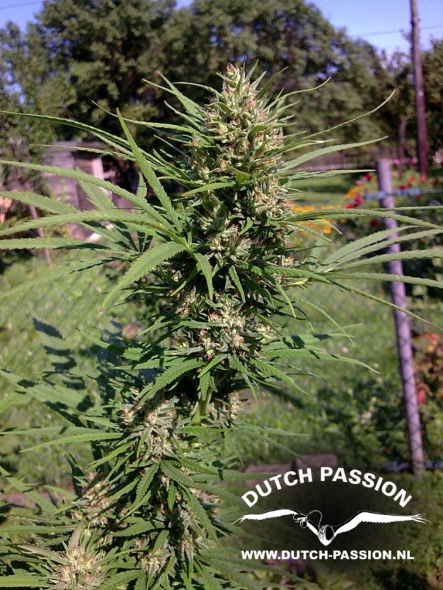 Passion 1 - semillas feminizadas 10 uds Dutch Passion