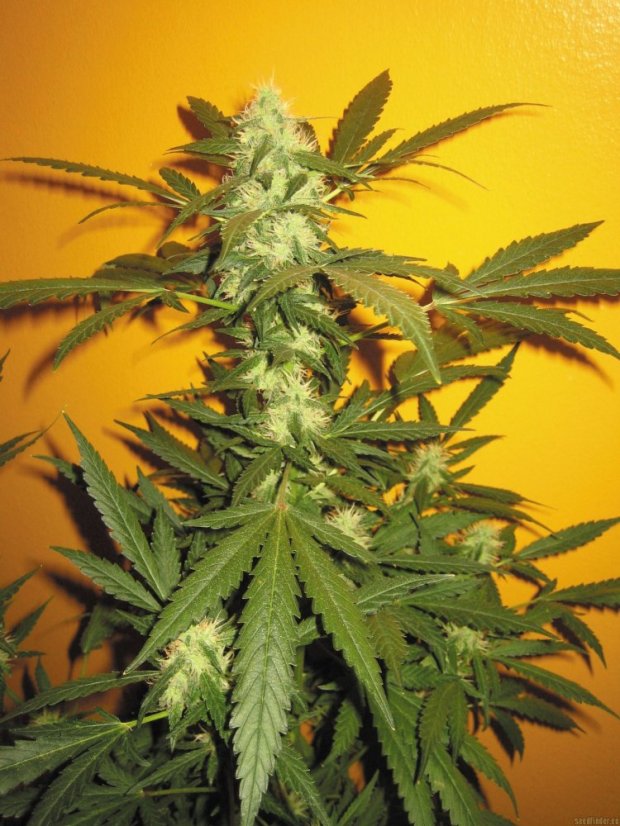 Jack 47 - feminizovaná semínka 5 ks Sweet Seeds