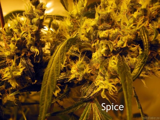 18 Spice 18 Standardized Seeds Mr. Nice