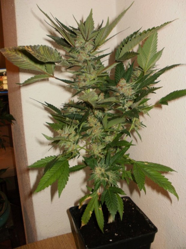 Black Jack – feminizované semienka 10 ks Sweet Seeds