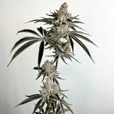 Exotic Genetix Lazeraws feminisierte Samen