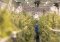Rules of Good Cultivation Practice for Growing Cannabis for Medicinal Use