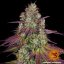 Mimosa EVO - feminizovaná semená marihuany 10 ks Barney´s Farm