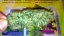 Critical Cheese Automatic - fem. i 3 nasiona Dinafem