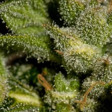 White Widow 3 ks feminizované semienka Dinafem