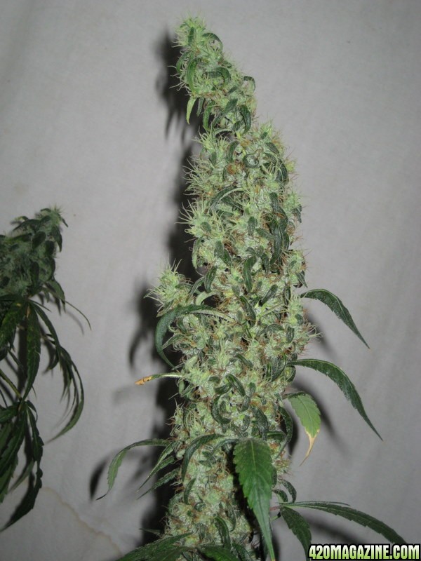 Red Diesel  – feminizovaná semínka 5 ks Barney Farms