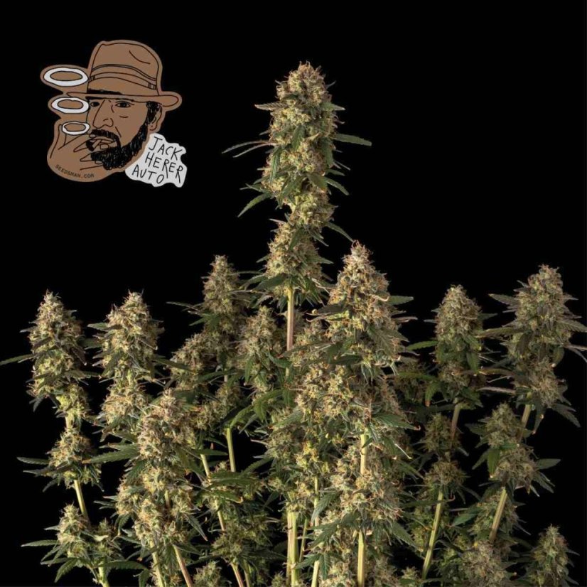 Jack Herer Auto Feminizowane Nasiona - 10
