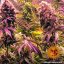 Glookies - feminisierte Marihuana-Samen 10 Stück Barney's Farm