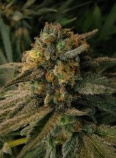 Pineapple Express – 5 autoflower semen Barney's Farm