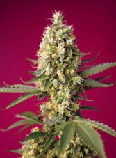 Skywalker OG Runtz XL Auto - feminizované semienka 3 ks Sweet Seeds