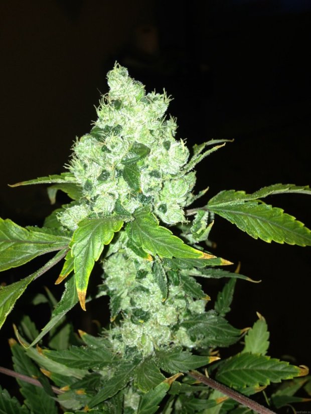 Pineapple Chunk – feminizované semienka 10 ks Barney's Farm