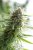 Critical Mass CBD - feminisierte Samen 5 Stück Dinafem