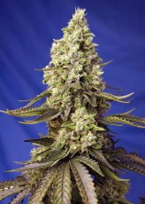 Runtz XL Auto - nasiona feminizowane 3 szt Sweet Seeds