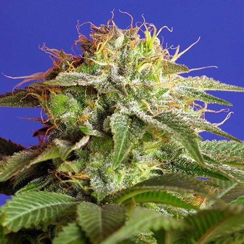 Green Poison Fast Version - feminizované semienka 10ks Sweet Seeds