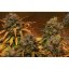 Sweet Trainwreck Auto - feminizované a autoflowering semienka 3ks Sweet Seeds