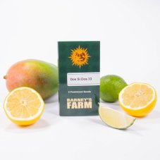 Dos Si Dos 33 - nasiona feminizowane 3 szt, Barney´s Farm