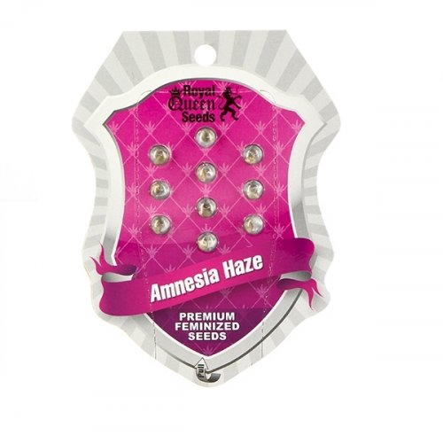 Amnesia Haze - 10 ks feminizovaná semínka Royal Queen Seeds