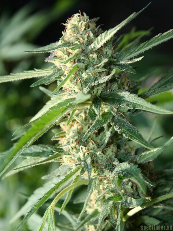 Jamaican Dream – 3ks feminizovaná semena Eva Seeds