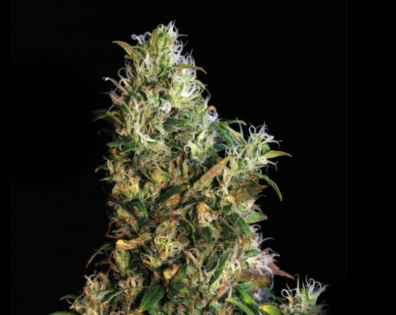 High Level - 9ks feminized semien Eva Seeds