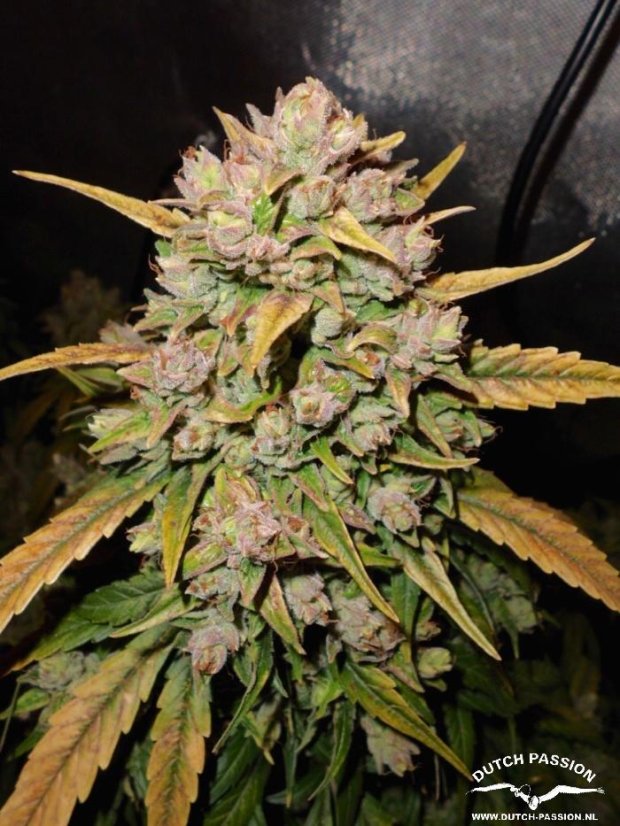 AutoDurban Poison®- autoflowering semienka 3ks Dutch Passion