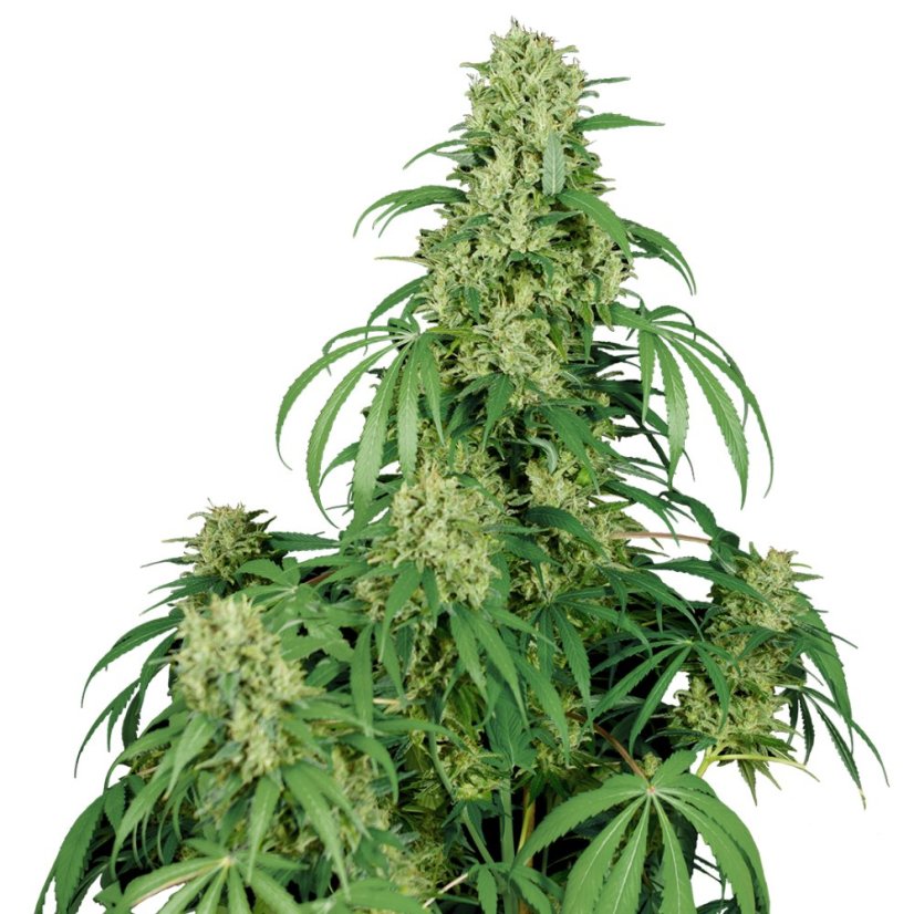 Calamity Jane auto - feminizovaná semínka, 3 ks, Buddha Seeds