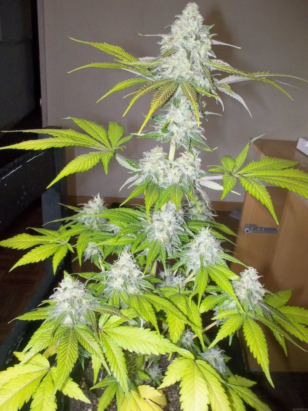 Sour Diesel - feminizovaná semínka 5ks Royal Queen Seeds