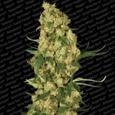 Wappa - 5 semi femminizzati Paradise Seeds