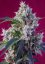 Indigo Berry Kush® - Nasiona feminizowane 3 szt. Sweet Seeds