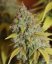 Gorilla Glue feminized seeds 5 pcs Seedstockers